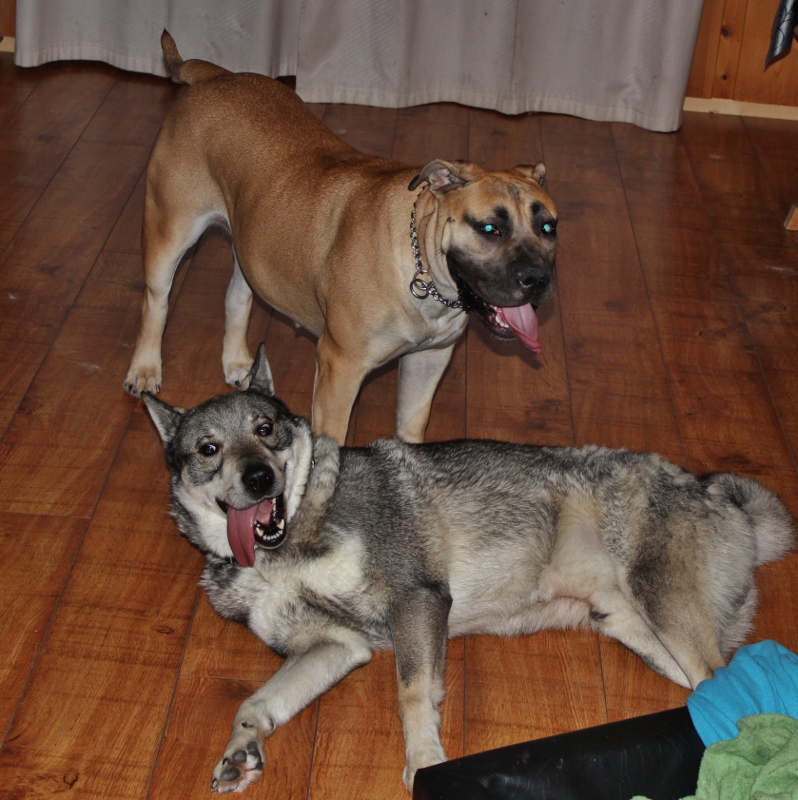 Boerboel og Jamthund