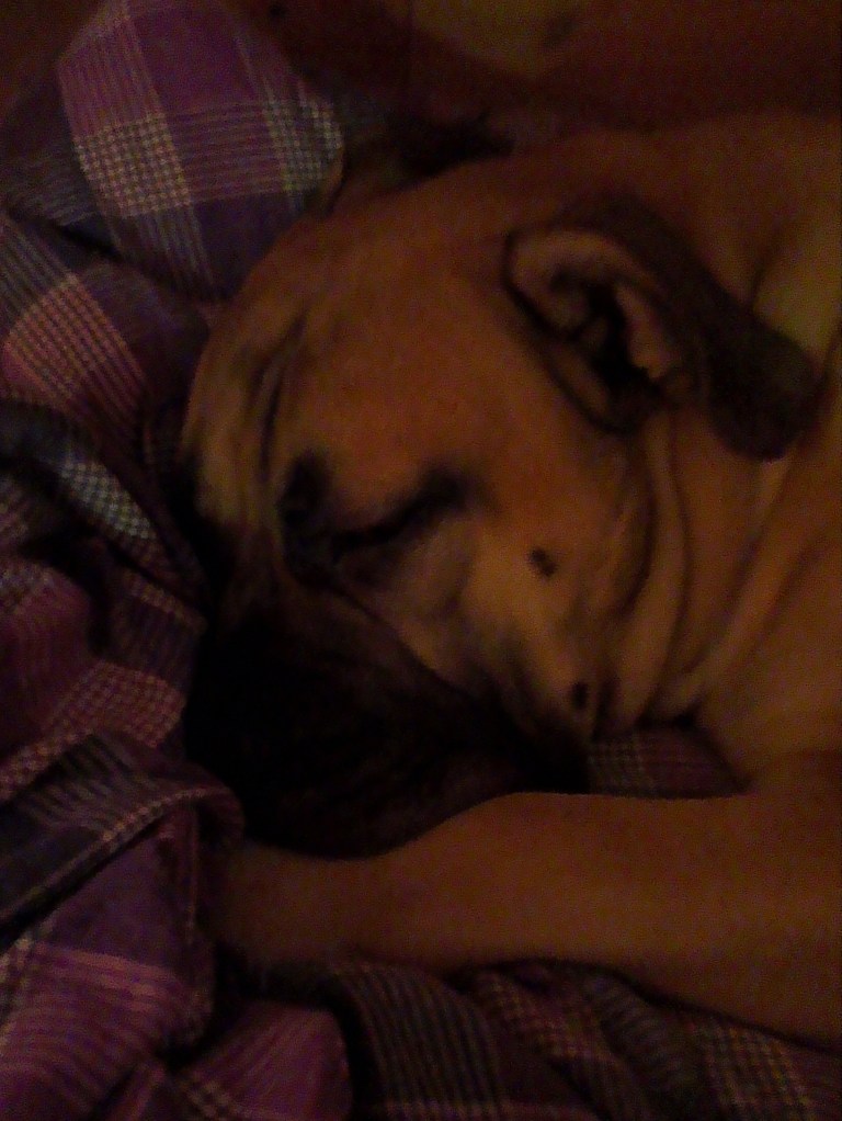 Boerboel sutter på labben