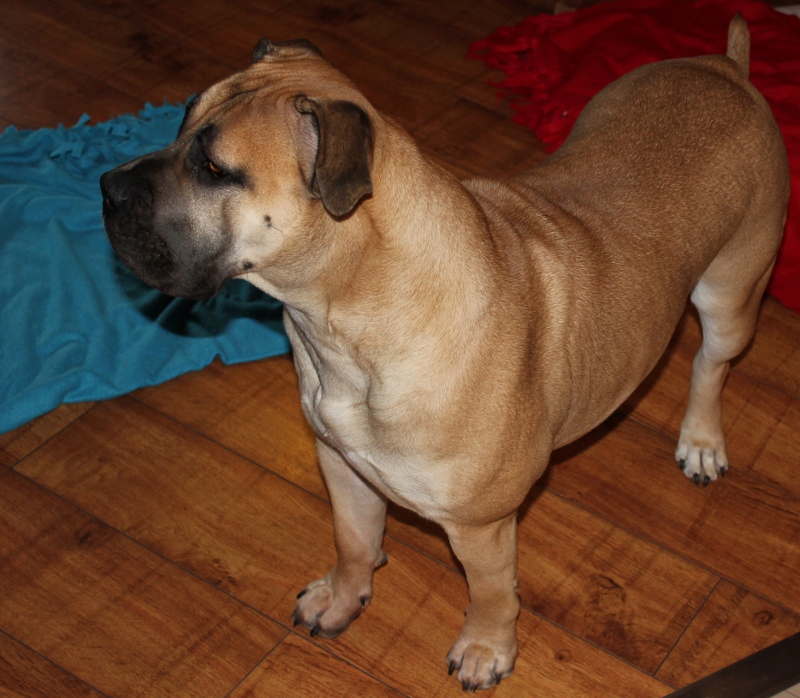 boerboel