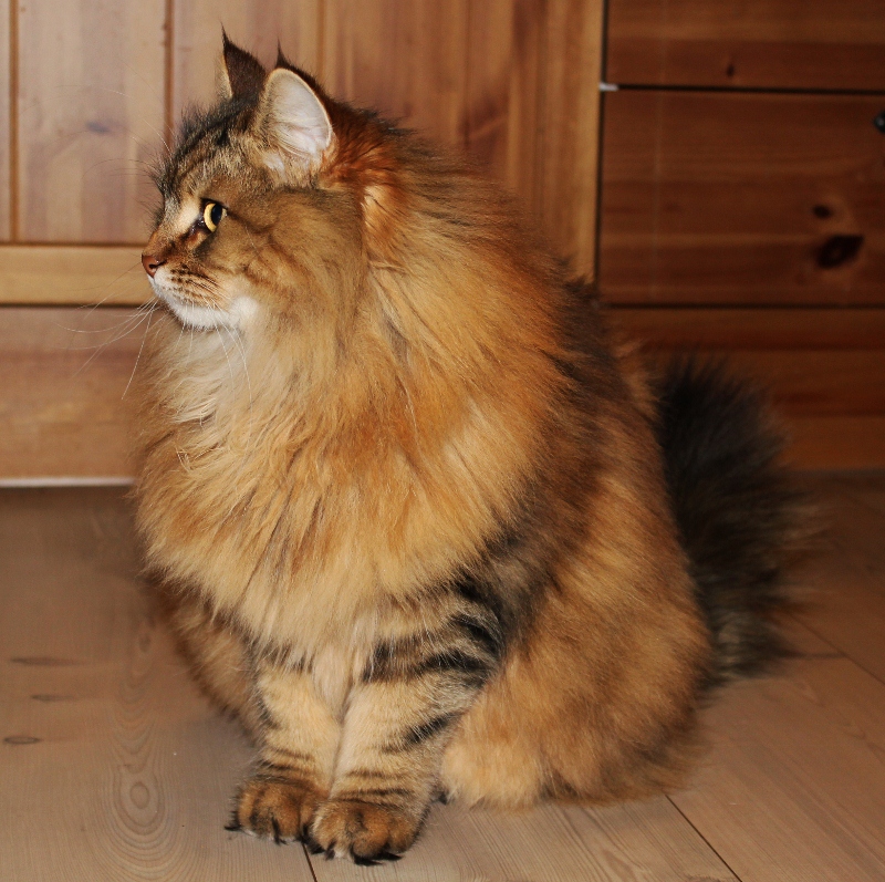 sibirkatt