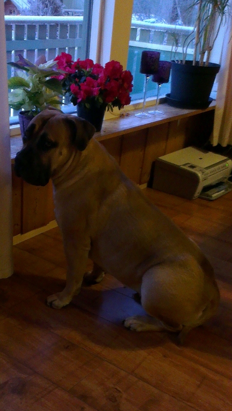 Boerboel
