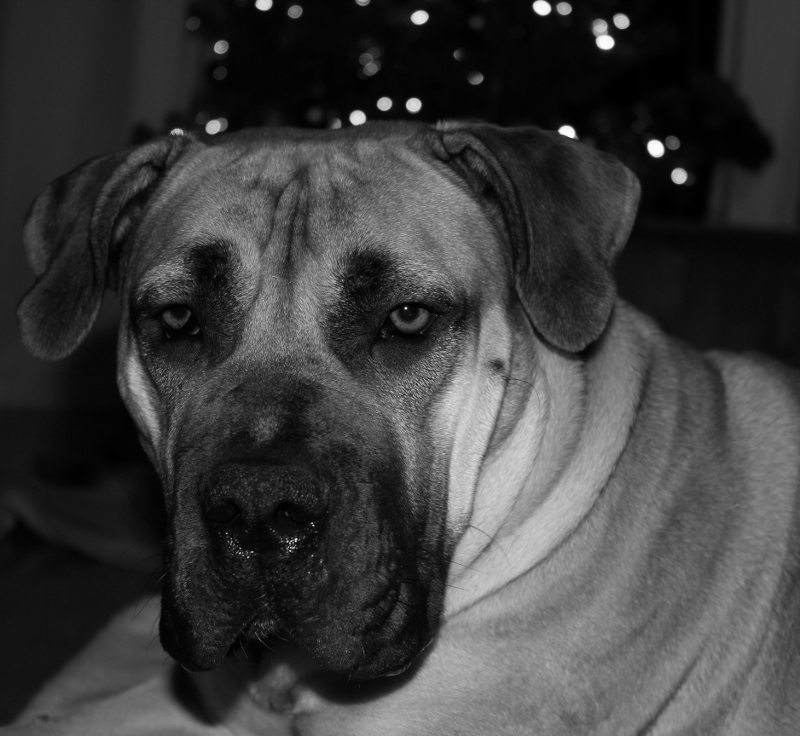Boerboel