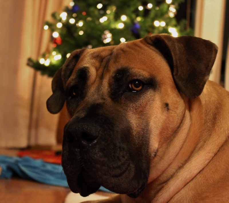 Boerboel