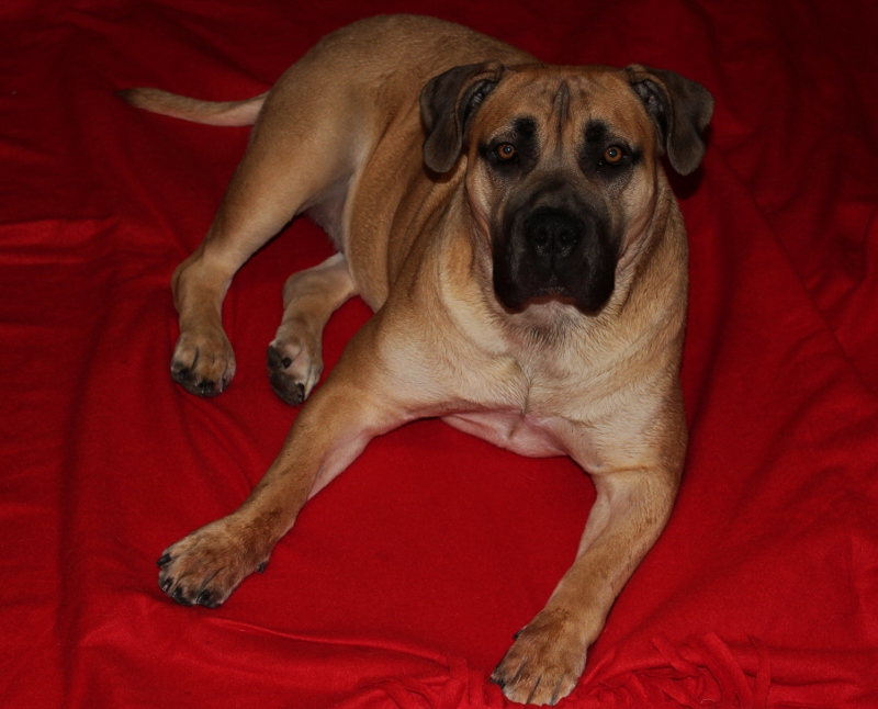 Boerboel)