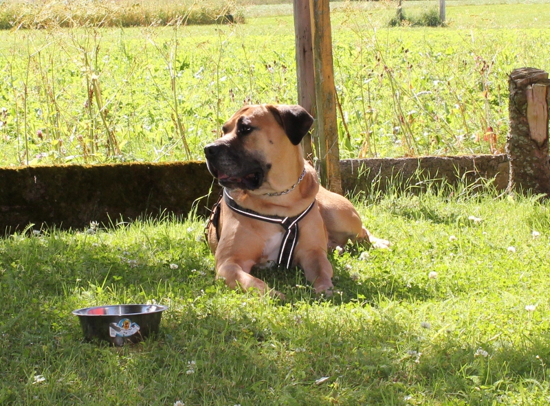 Boerboel i Lofoten