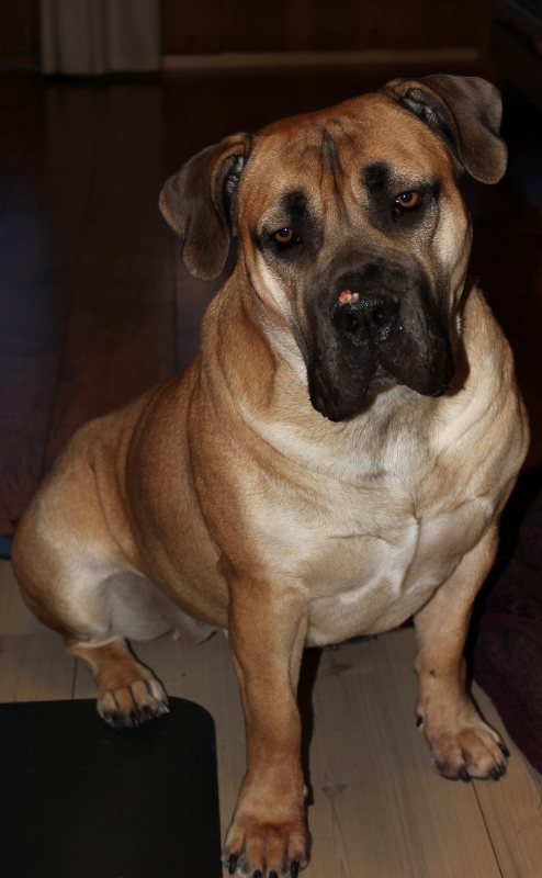 Boerboel