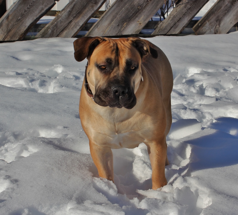 Boerboel