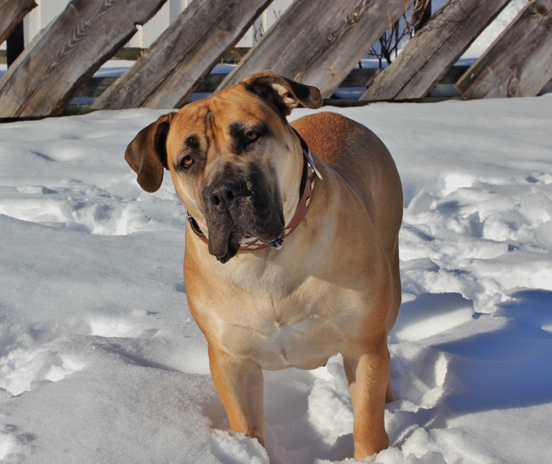 Boerboel