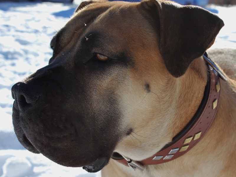 Boerboel