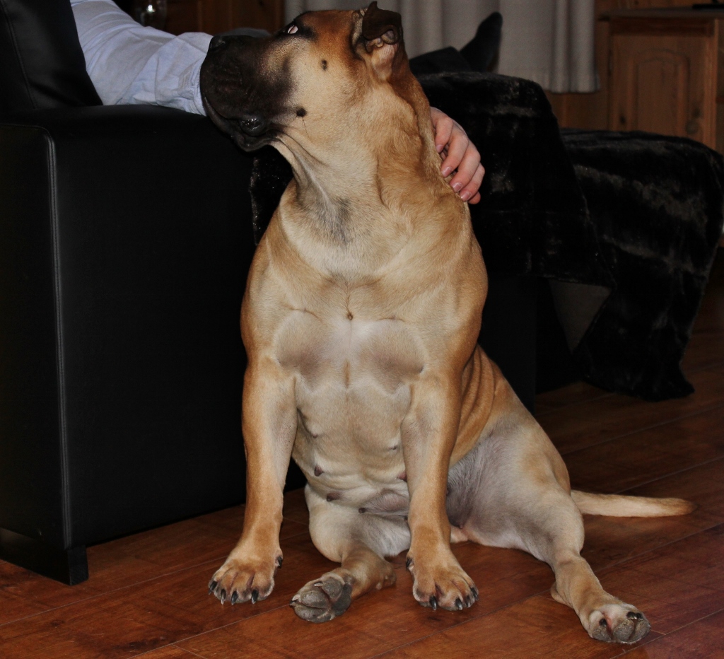 six pack boerboel