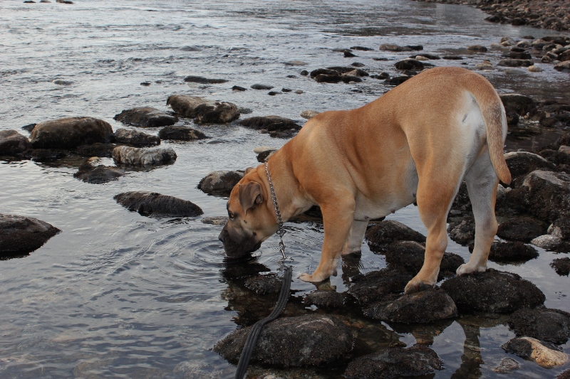 Boerboel