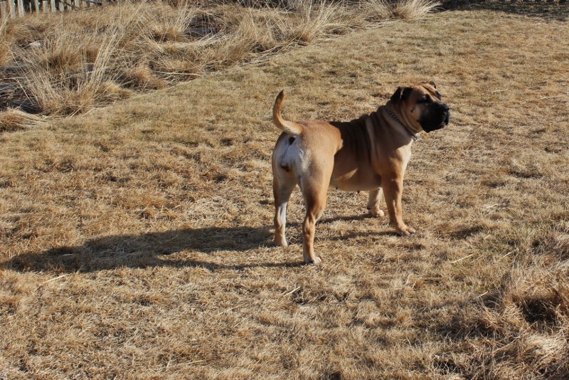 Boerboel