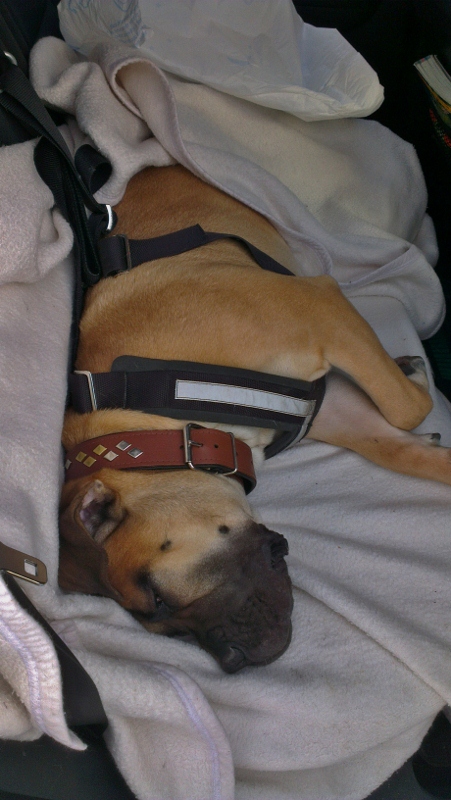 Allsafe sikkerhetssele til hund