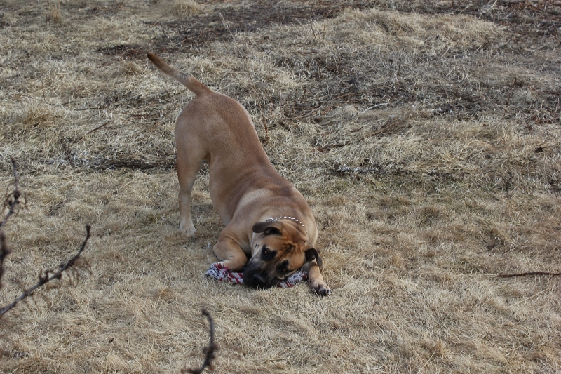 Boerboel lek