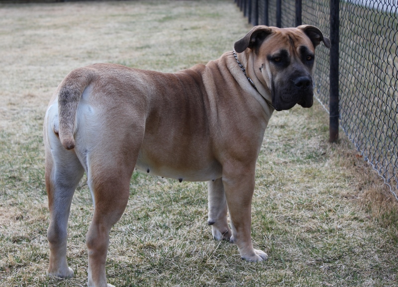 Boerboel
