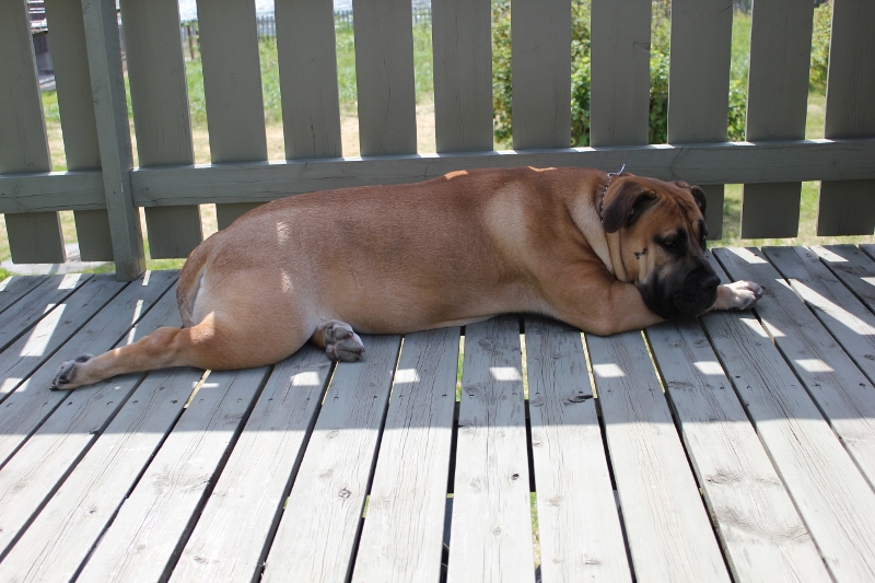 Boerboel