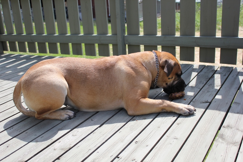 Amanda knasker gåsenakke