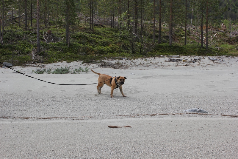 Boerboel på stranden