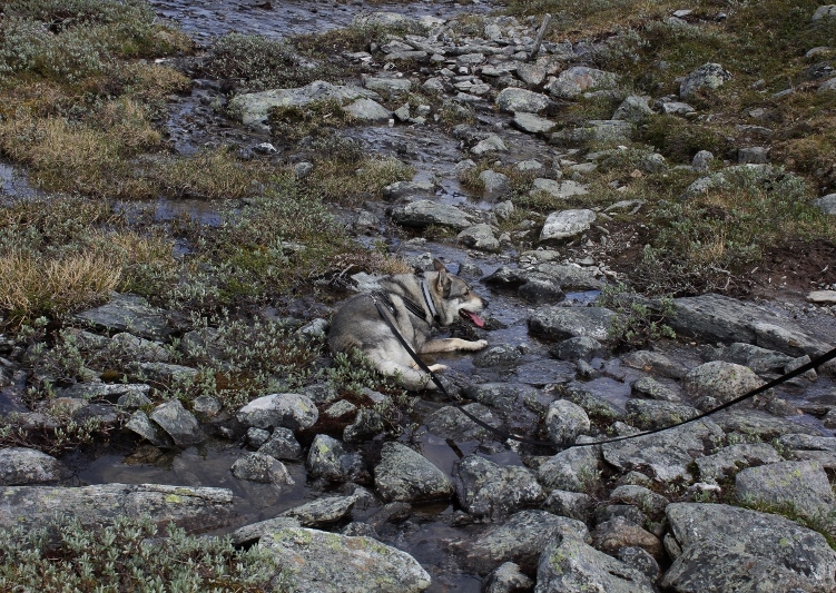 jämthund avkjøler seg