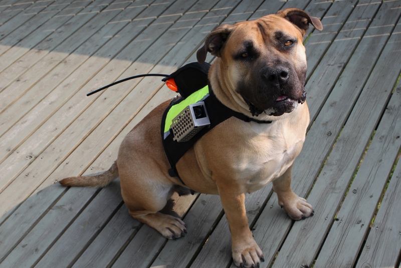 hundevest kameravest GPS vest
