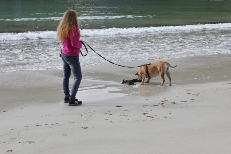 boerboel med tang og tare