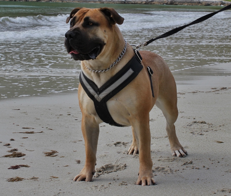 boerboel på stranden