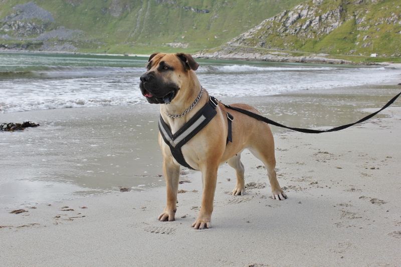 Boerboel på stranda