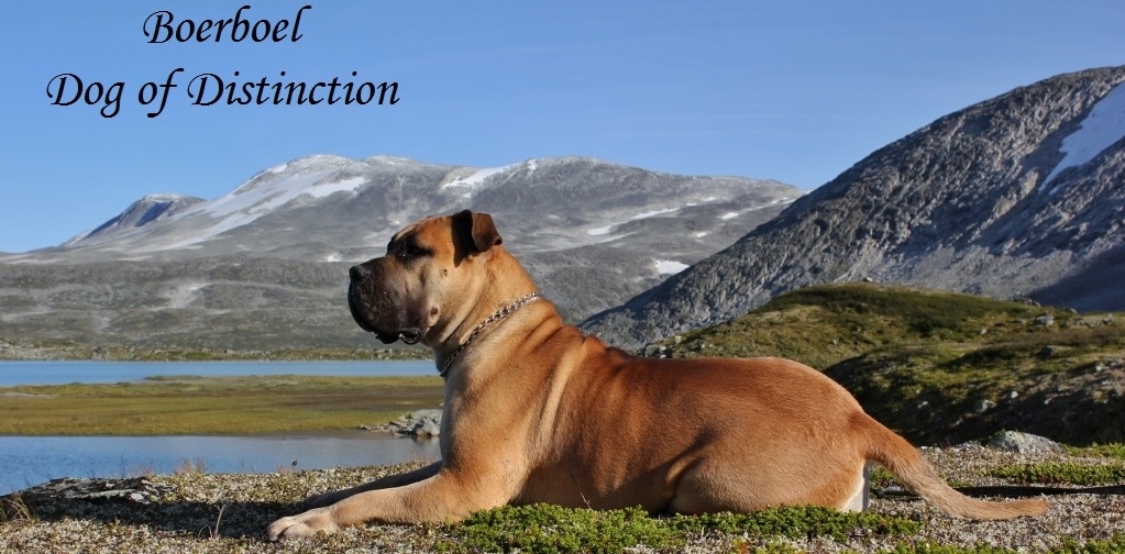 Boerboel på fjellet