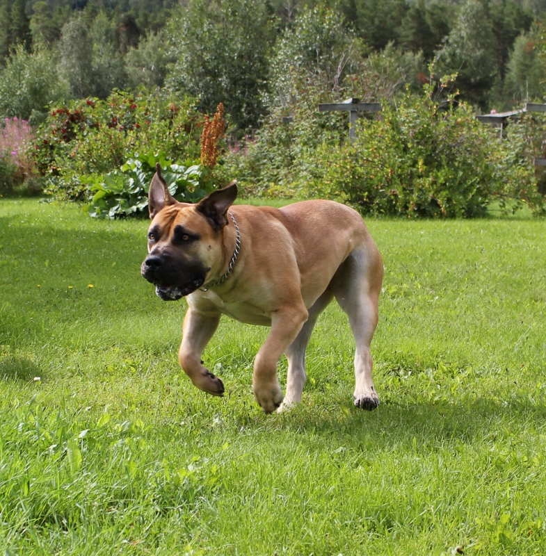 boerboel