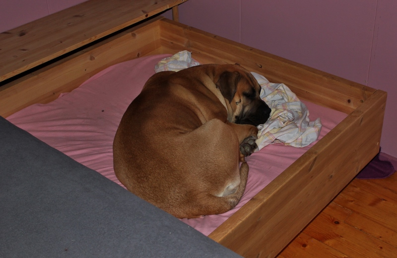 hjemmesnekret hundeseng