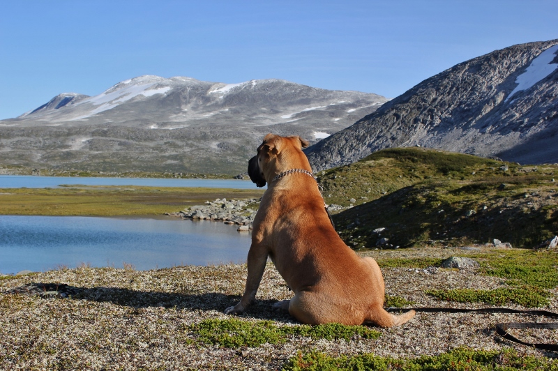 boerboel på fjellet