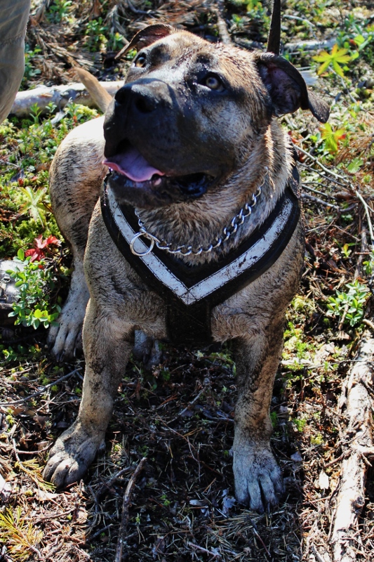 Boerboel gjørmebad