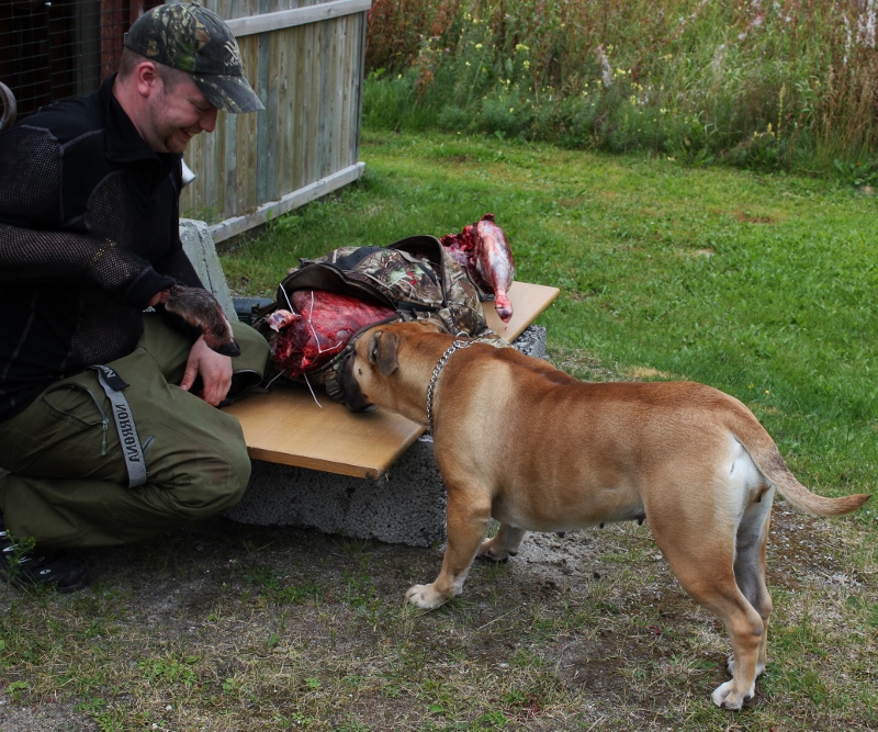 boerboel med reinsdyrsfot
