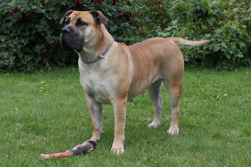 boerboel reinsfot