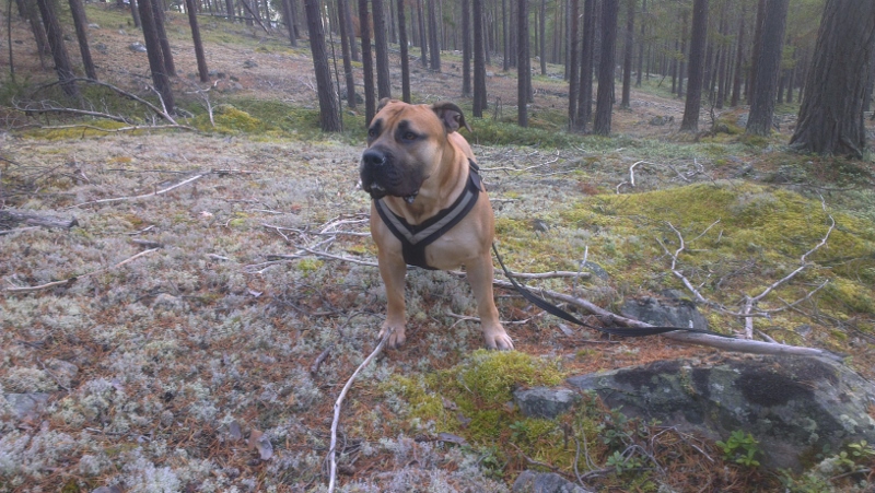 boerboel i skogen