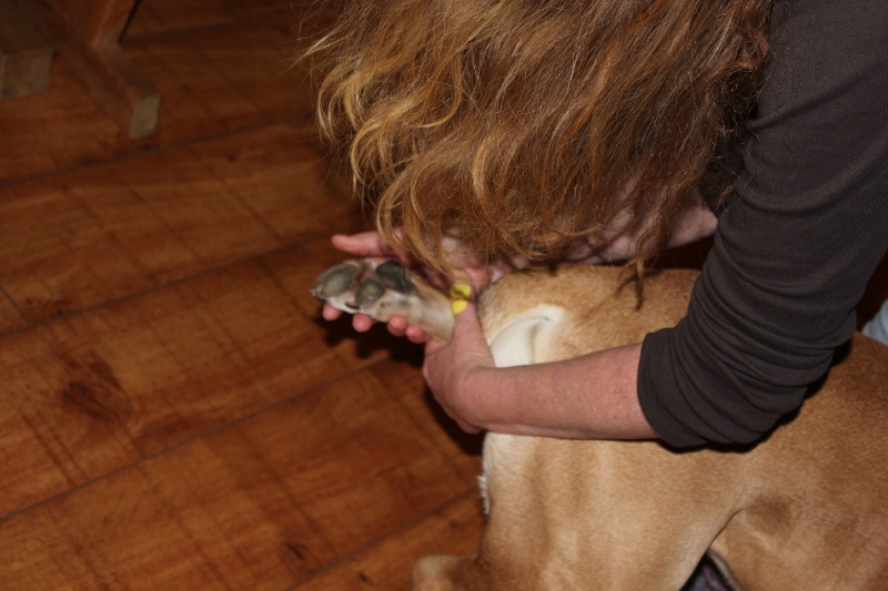 hvordan klippe klør på hnd