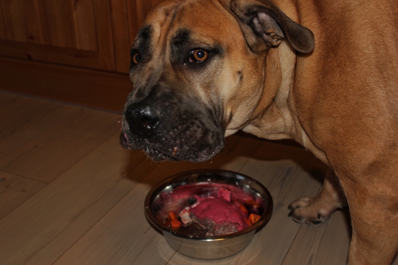 boerboel spiser fødselsdagskake