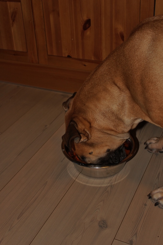 boerboel spiser hundekake