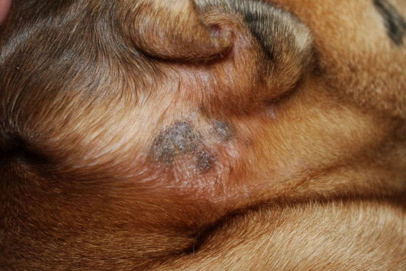 sår ved øret på hund