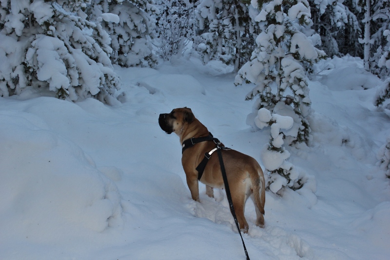 Boerboel i skogen
