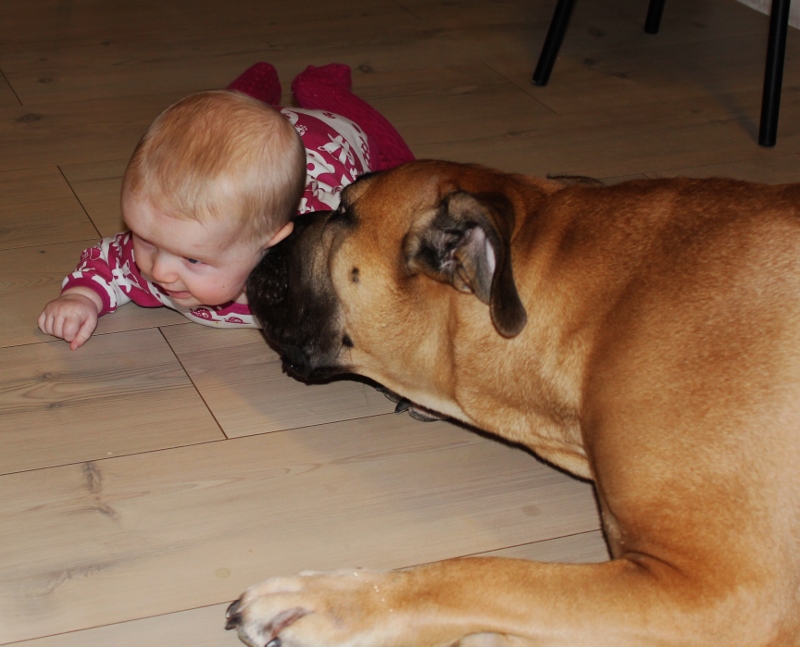boerboel og barn