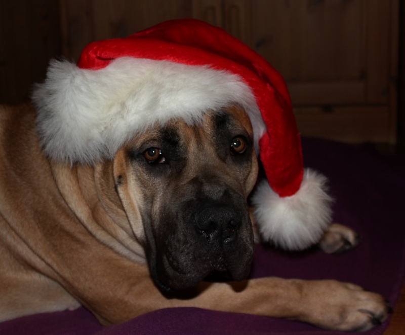 juleboerboel