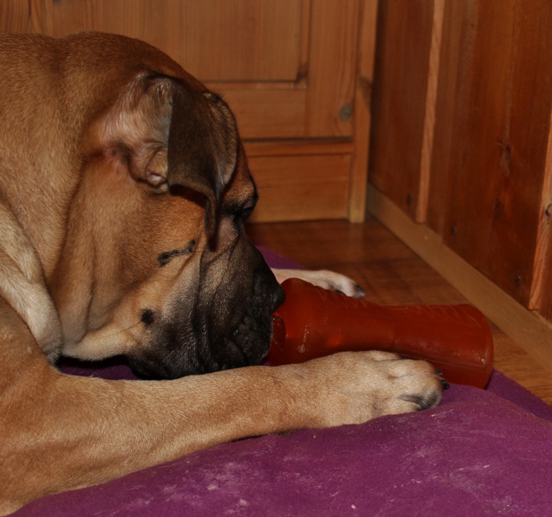 boerboel og bionic bone