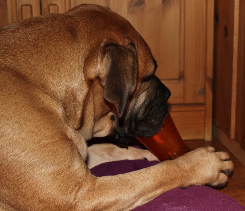 Boerboel og bionic bone