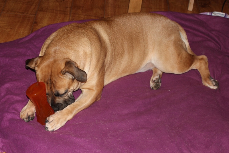 boerboel og bionic bone