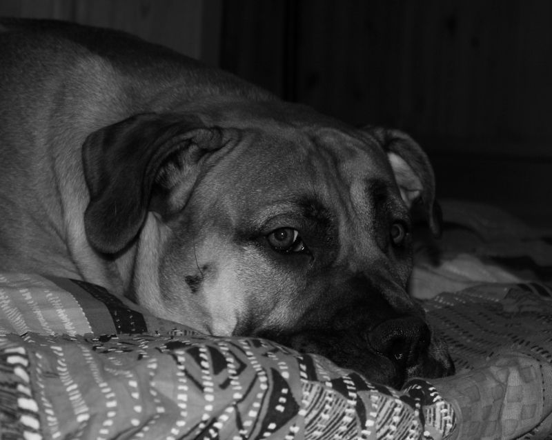 boerboel innbilt drektighet