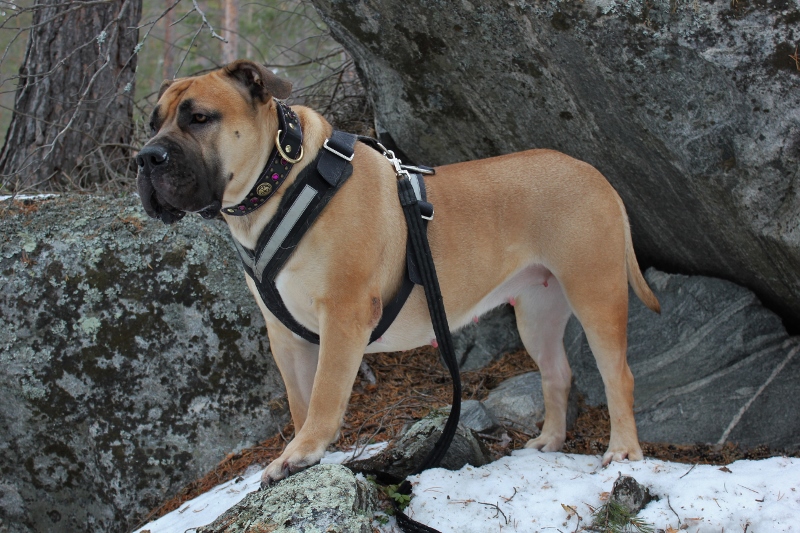 boerboel i skogen