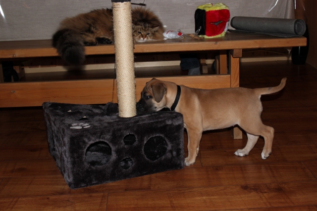 boerboel og sibirkatt