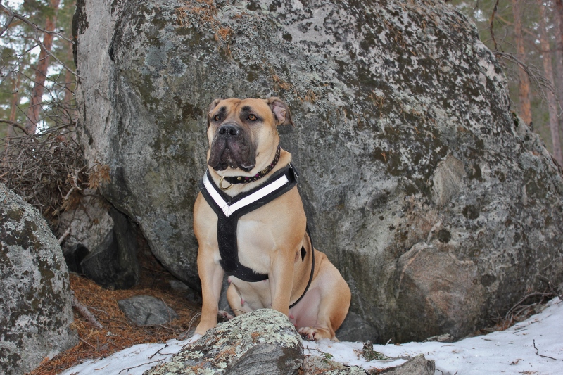 boerboel i skogen
