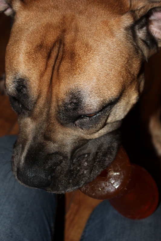 boerboel og bionic bone